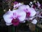 Closeup shot of a bunch of delicate beautiful phalaenopsis flowers in blossom