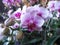 Closeup shot of a bunch of delicate beautiful phalaenopsis flowers in blossom