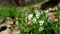 Closeup shot of a bunch of European field pansies