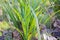 Closeup shot of a  bunch of grass growing on leaf covered ground