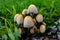 Closeup shot of a bunch of mushrooms