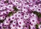 Closeup shot of a bunch of pretty daisies blooming in a field, natural authentic background.