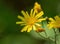 Closeup shot of a bunch of smooth hawkweed flowers in a field