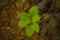 Closeup shot of a bunch of vibrant green leaves growing in the soil