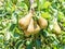 Closeup shot of a bunch of winter pears on a branch