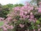 Closeup shot of bunches of pink bougainvillea in Botanic Gardens, Singapore