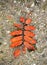 Closeup shot of a bundle of orange leaves laying on the ground with rocks and dirt on a cloudy day