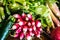 Closeup shot of a bundle of radish and greens on a table