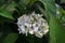 Closeup shot of a bundle of white flowers in a garden full of plants on a bright day