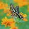 Closeup shot of a butterfly on a bright orange flower with blurred background