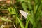 Closeup shot of a butterfly sits on a grass in the hot day