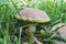 Closeup shot of Butyriboletus appendiculatus mushroom in the forest