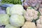Closeup shot of cabbages and cauliflowers in a market place