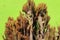 Closeup shot of a cactus bush isolated on a light green background