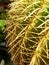 Closeup shot of a cactus plant with lots of thorns