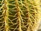 Closeup shot of a cactus plant with lots of thorns