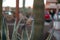 Closeup shot of a Cactus wren bird perched on top of a cactus plant in a sun-drenched courtyard