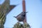 Closeup shot of a Cactus wren bird perched on top of a cactus plant in a sun-drenched courtyard