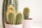 Closeup shot of the cactuses with sharp thorns in the pots