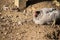 Closeup shot of a California gray Chicken sitting on the ground