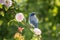 Closeup shot of a California scrub jay bird sitting on a branch with flowers