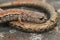 Closeup shot of a California slender salamander , Batrachoseps attenuates, curled on a stone