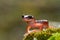 Closeup shot of the Californian salamander (Ensatina eschscholtzii xanthoptica)
