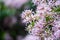 Closeup shot of Calodendrum capense flowers