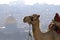 Closeup shot of a camel behind the background of the city
