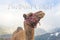 Closeup shot of a camel with the writing Bactrian Camel above