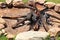 Closeup shot of a campfire surrounded by rocks during the day