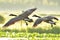 A closeup shot of a Canada Geese flying.