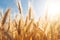 Closeup Shot Captures Sunny Field Of Wheat