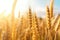 Closeup Shot Captures Sunny Field Of Wheat