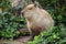 Closeup shot of a Capybara in the greenery