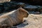 Closeup shot of a Capybara lying on sunny dirt ground