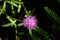 Closeup shot of a carduus flower