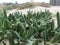 Closeup shot of Carpobrotus growing on the farm