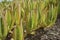 Closeup shot of Carpobrotus plants