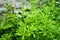 A closeup shot of Catchweed bedstraw plant, Galium aparine. Common names including cleavers, clivers, catchweed and sticky willy.