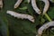closeup shot of caterpillar silkworms on mulberry leaves - silk industry