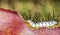 Closeup shot of a caterpillar on a thorny branch