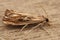 Closeup shot of a Catoptria falsella moth on a wooden background