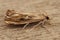 Closeup shot of the Catoptria falsella on a tree trunk