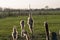 Closeup shot of cattails against the light in spring