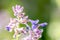 Closeup shot of caucasus catmint against a green background