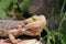 Closeup shot of a central bearded dragon (Pogona vitticeps) with leaves in the background