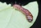 Closeup shot of cerambycidae or jewel beetle larvae.