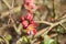 Closeup shot of Chaenomeles Superba flowers on a blurred background