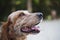 Closeup shot of a cheerful spaniel in a park under the sunlight with a blurry background